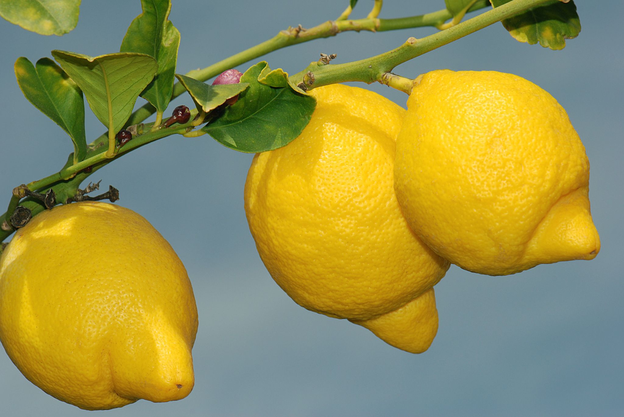 branche de citronnier