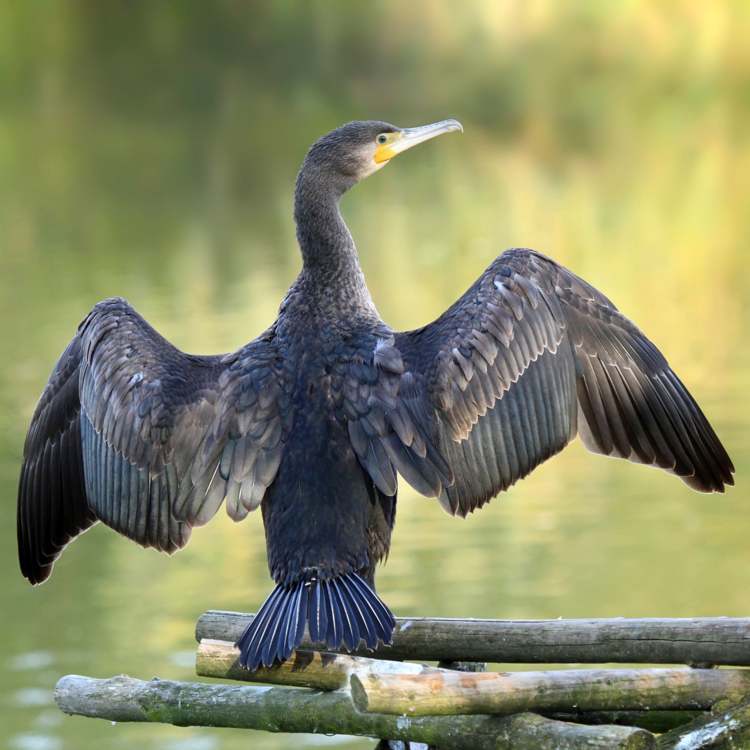 un grand cormoran