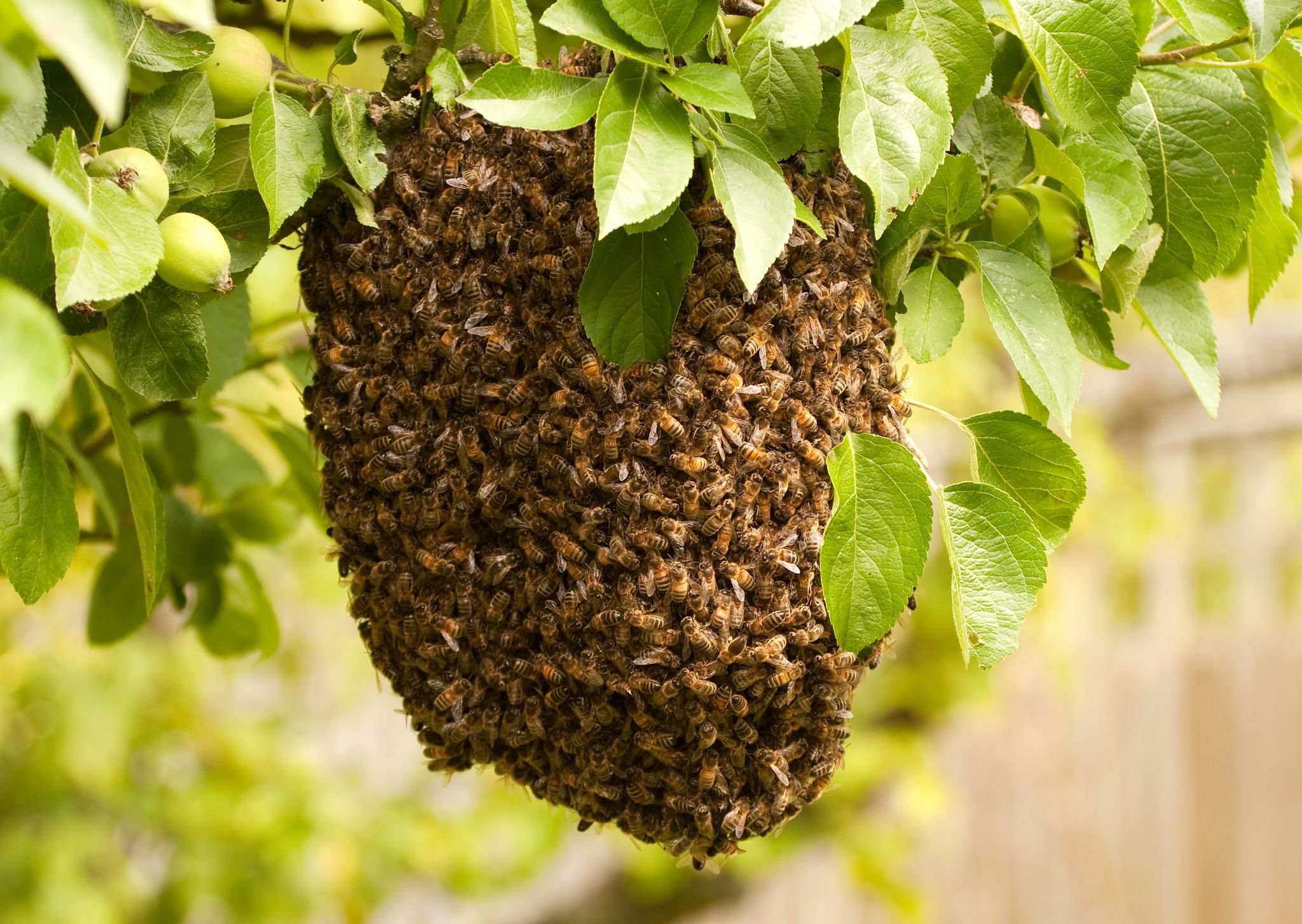 un essaim d’abeilles