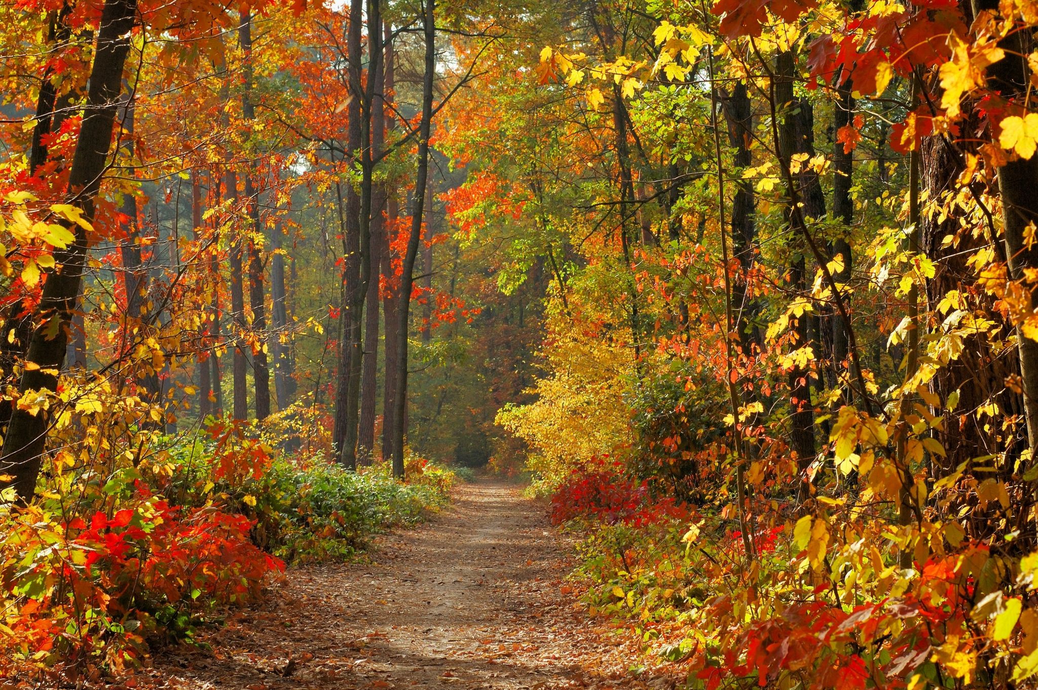 un chemin forestier en automne