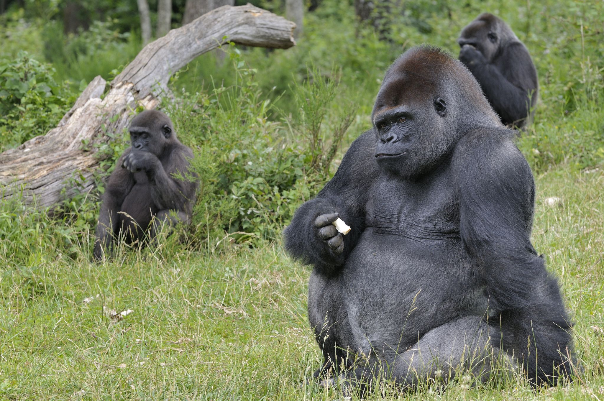 une famille de gorilles