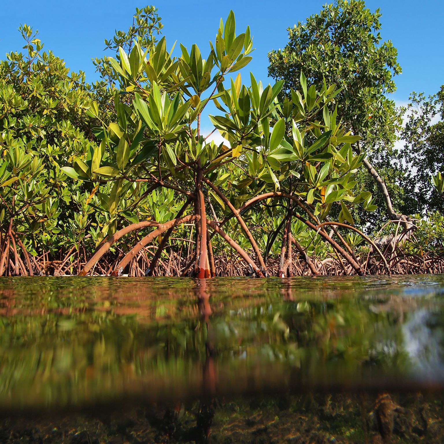 des palétuviers formant une mangrove avec leurs racines aériennes