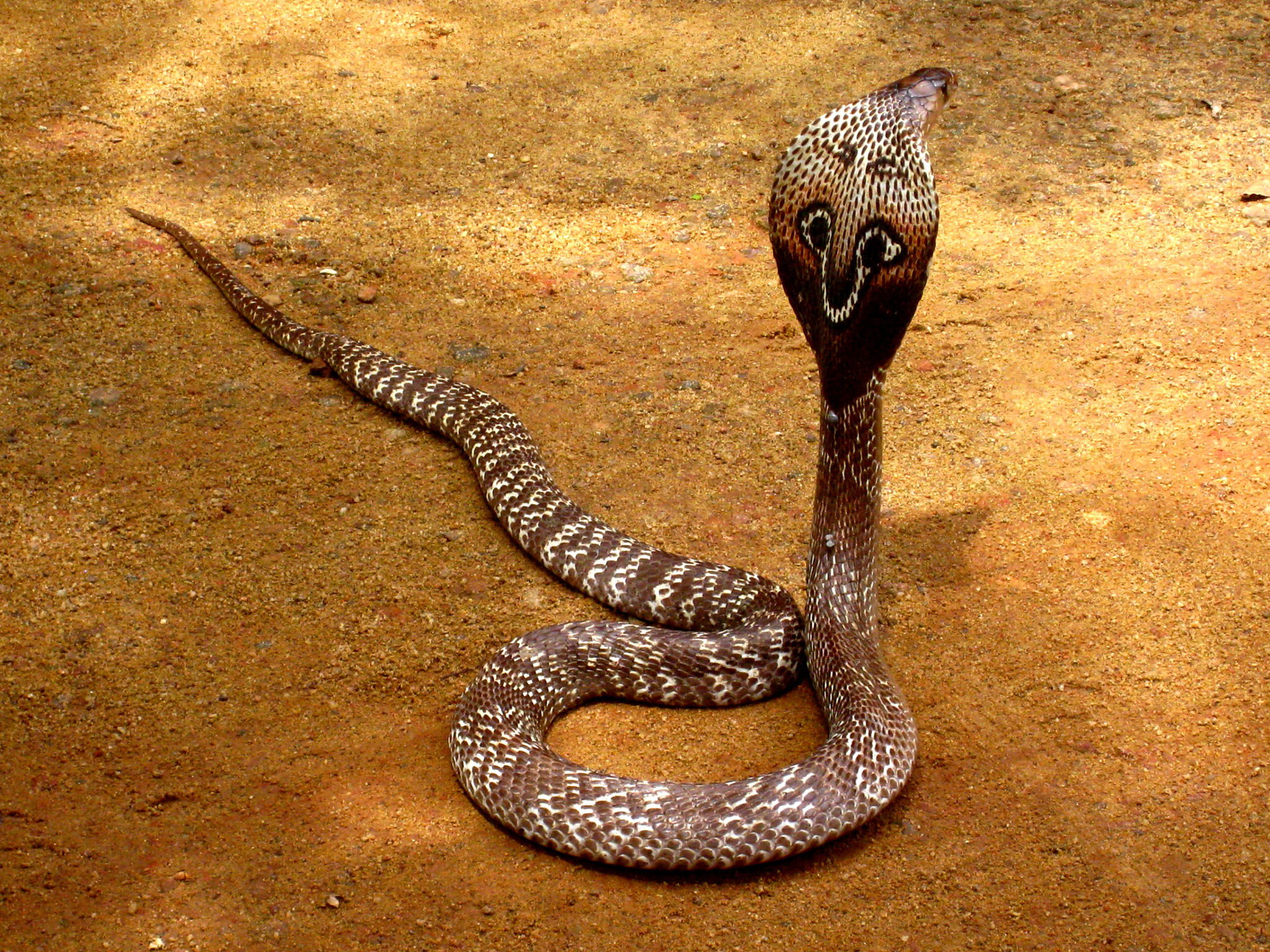 un cobra, ou serpent à lunettes (naja)