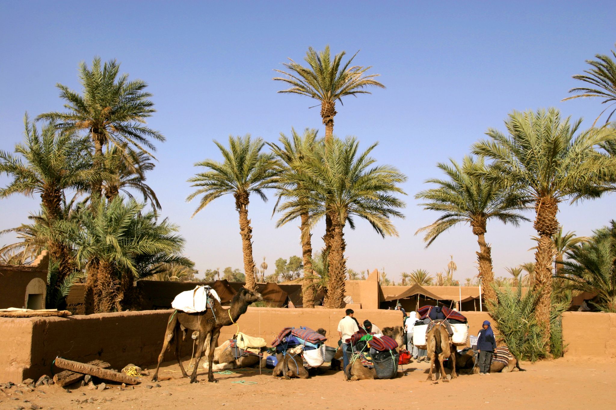 une caravane arrêtée dans une oasis (Maroc)