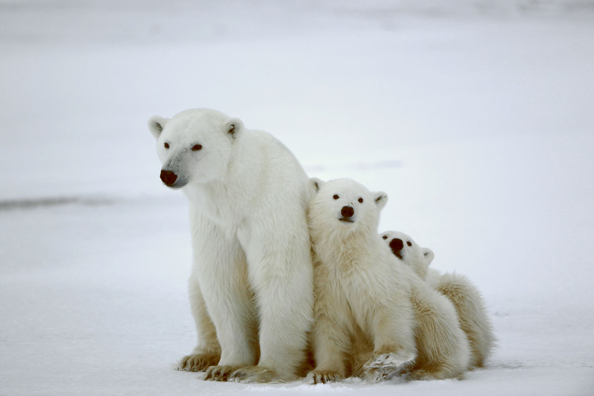 une famille d’ours blancs (ours polaires)