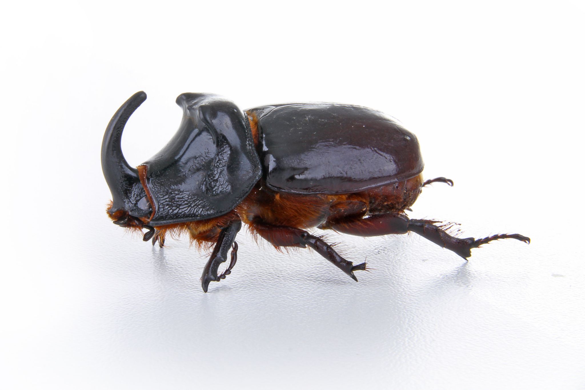 un scarabée rhinocéros