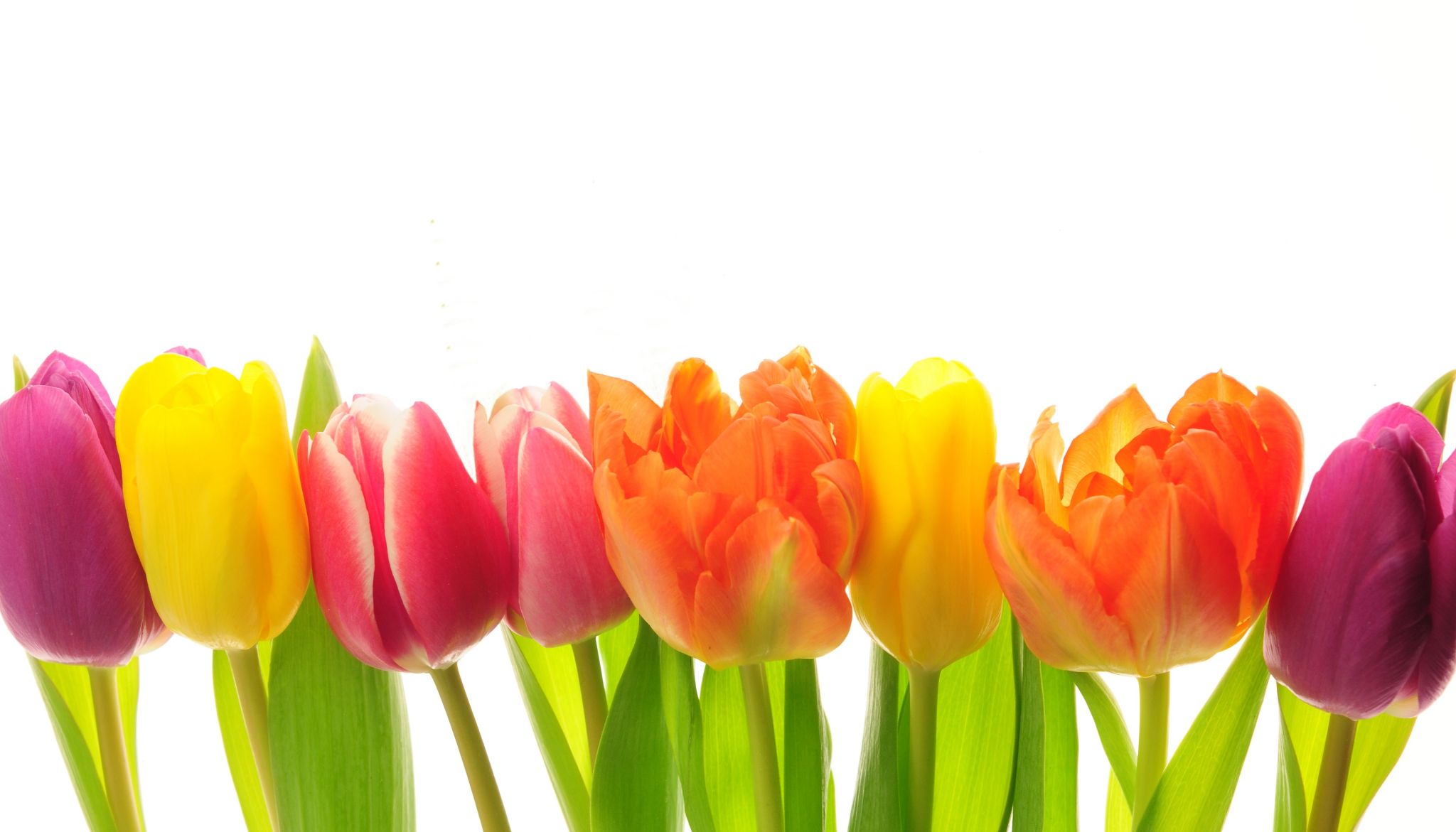 Les tulipes ont des teintes très variées.