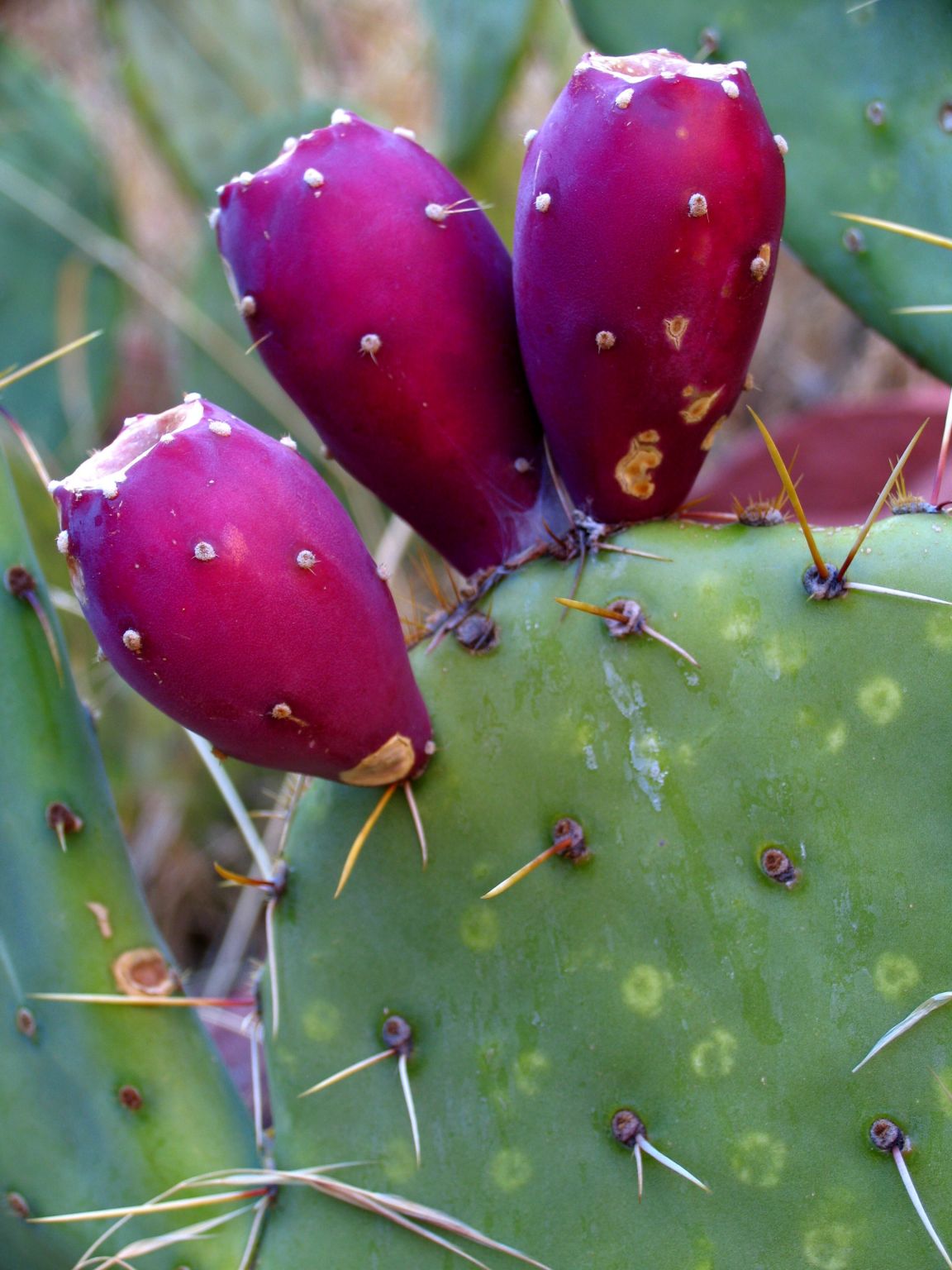 des fruits de cactus