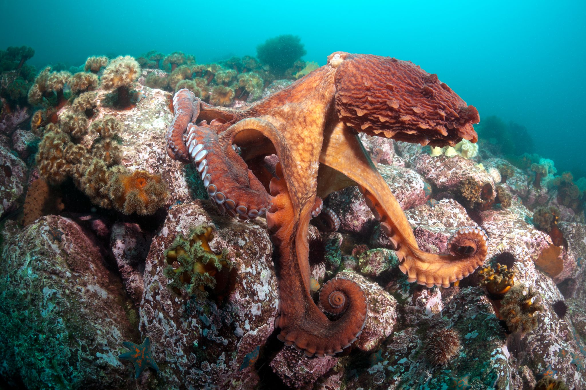 grâce au mimétisme, la pieuvre prend la couleur des rochers alentour