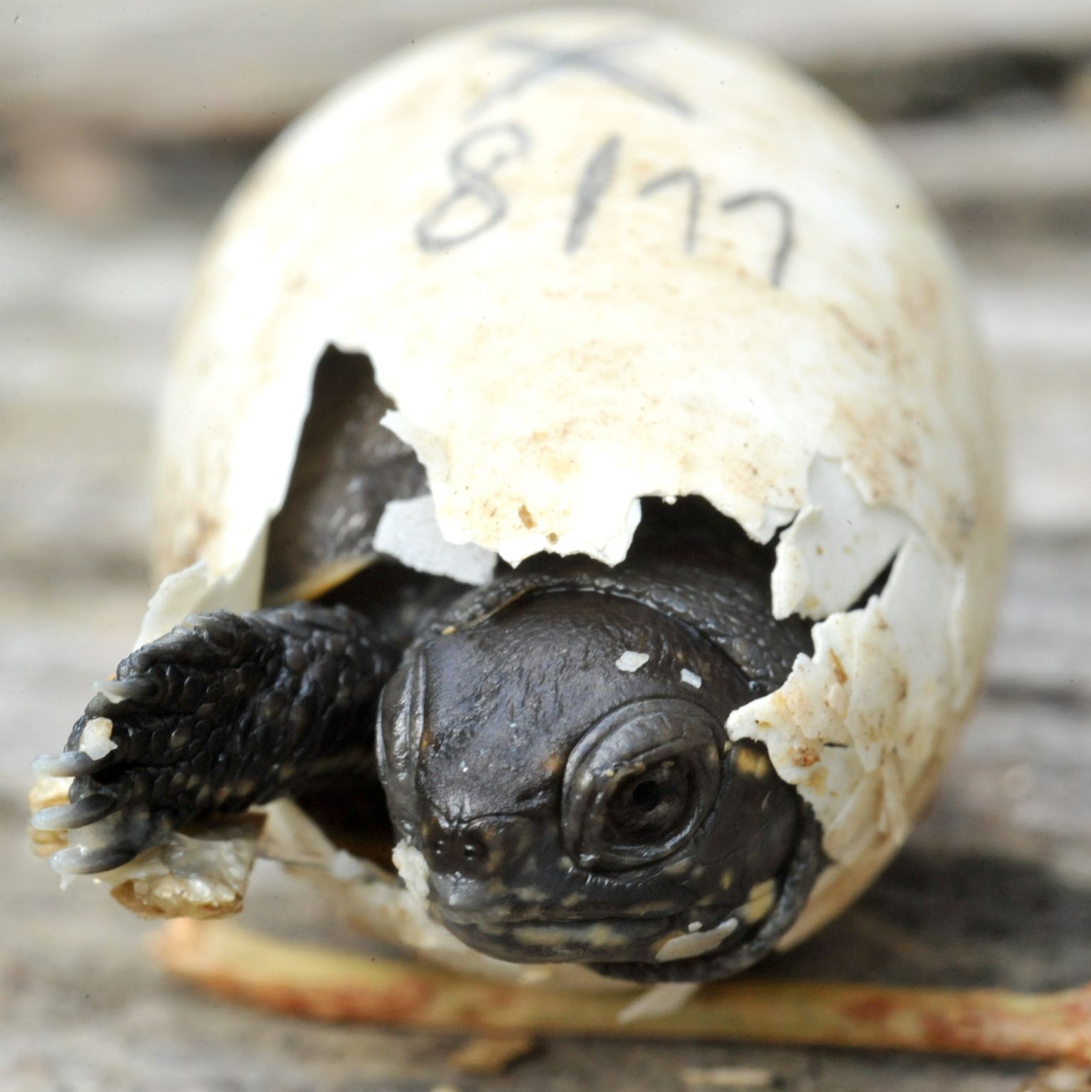 l’éclosion d’une jeune tortue