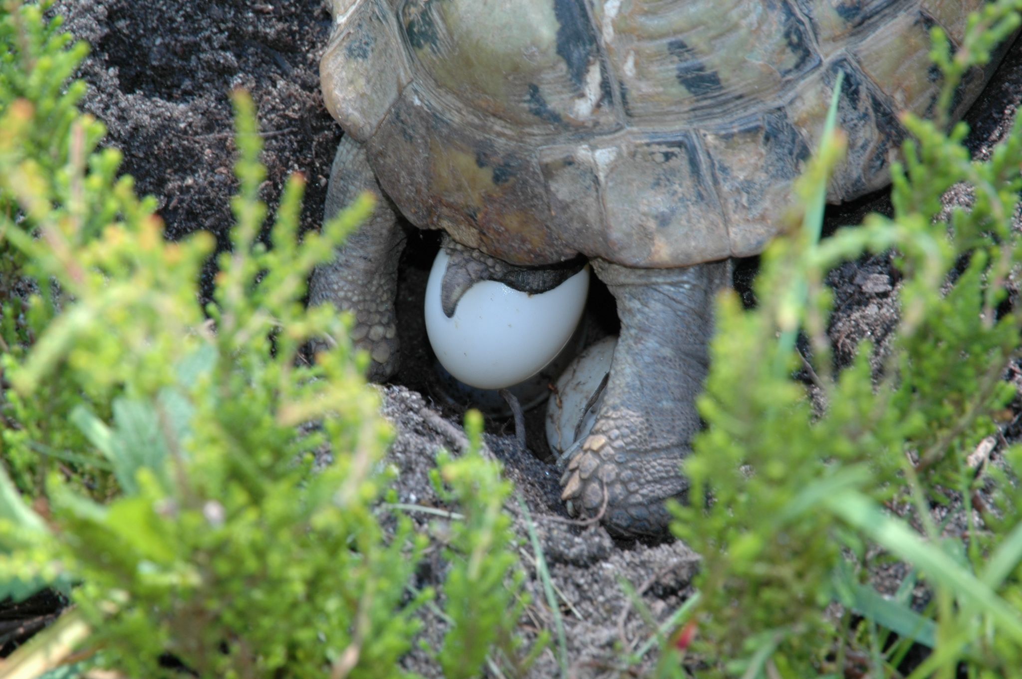 une tortue qui pond un œuf