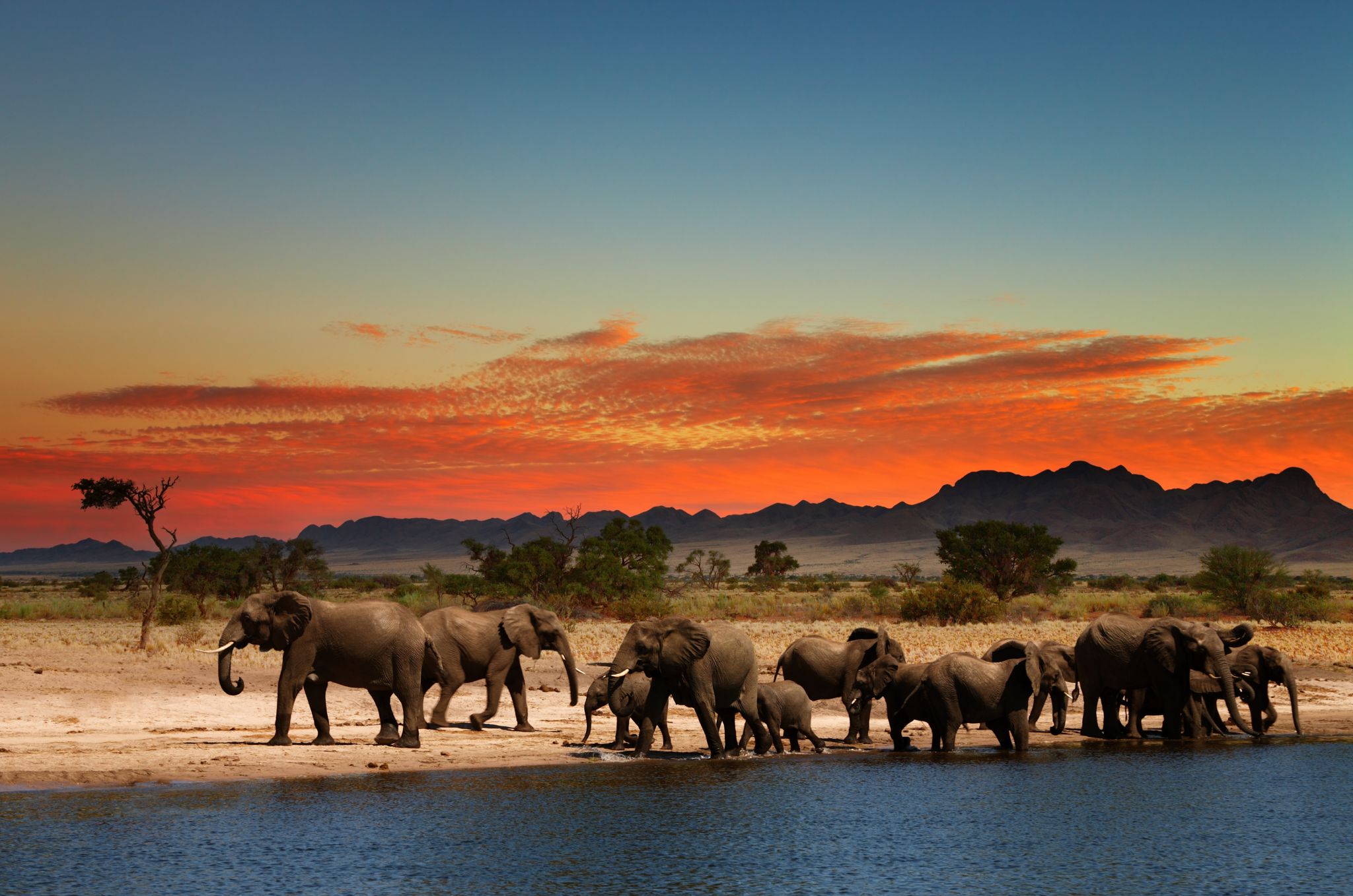 un troupeau d’éléphants dans la savane africaine