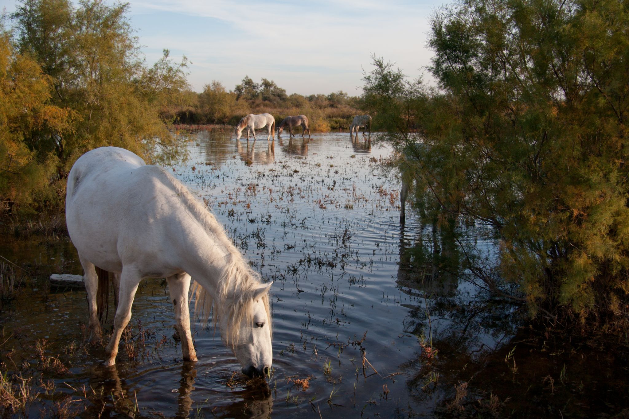 des chevaux camarguais en semi-liberté dans les marais