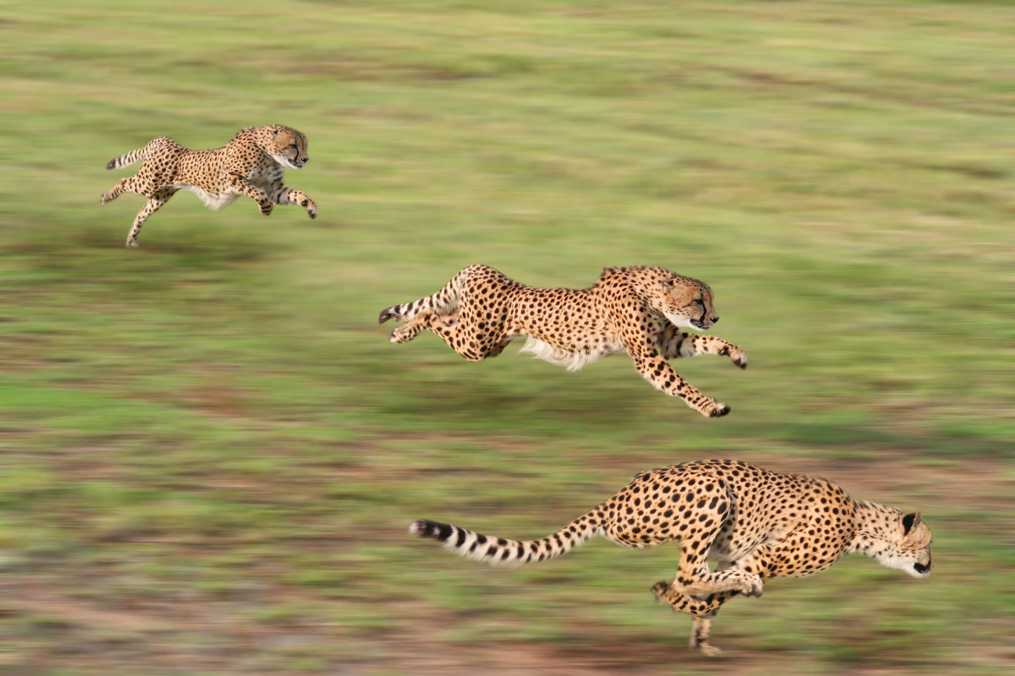 la course effrénée du guépard