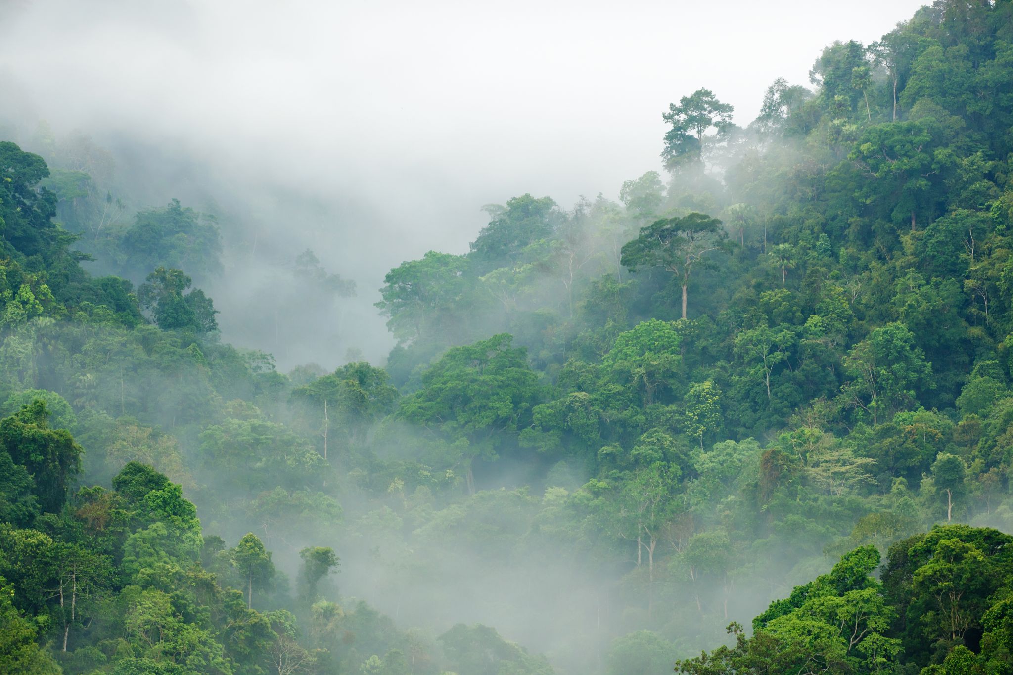 une nappe de brouillard sur la forêt tropicale
