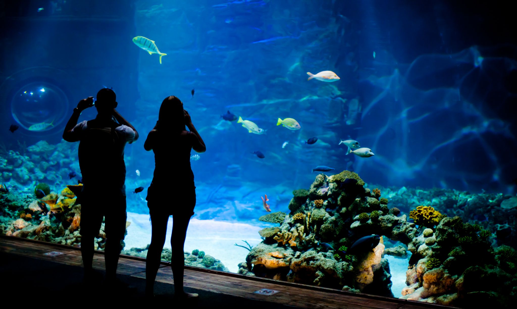deux visiteurs dans un aquarium