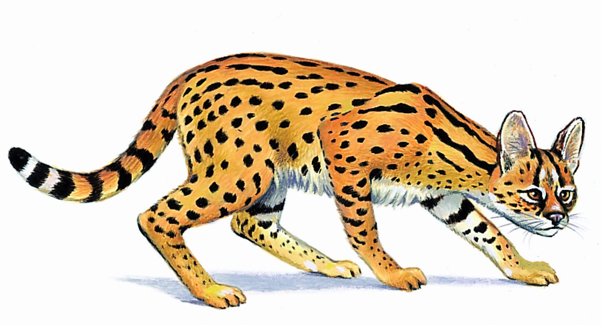 un serval
